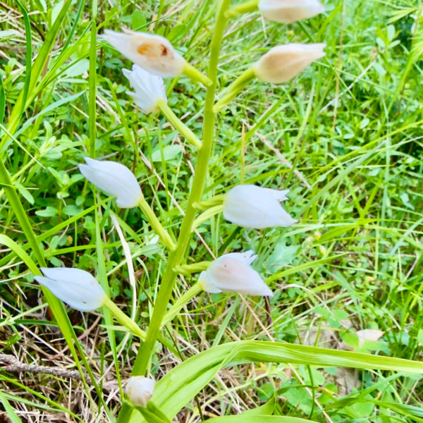 Cephalanthera longifolia